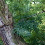 A veces, seguimos en pie no por nuestra fuerza, sino por lo que nos ata. Este árbol no se ha caído, pero tampoco es libre. Su forma de mantenerse erguido habla de resistencias silenciosas, de vínculos que sostienen y, al mismo tiempo, limitan. Así también ocurre en la vida: hay conexiones que impiden el colapso, pero también el crecimiento. Aprender a discernir entre el sostén que nutre y el que aprisiona, es parte de sanar.